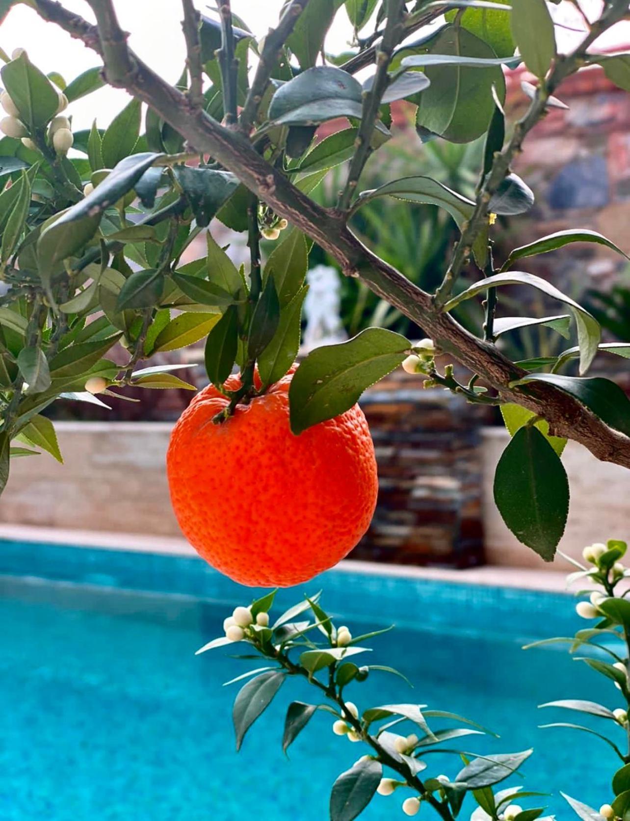 Livia Garden Hotel Σελτσούκ Εξωτερικό φωτογραφία